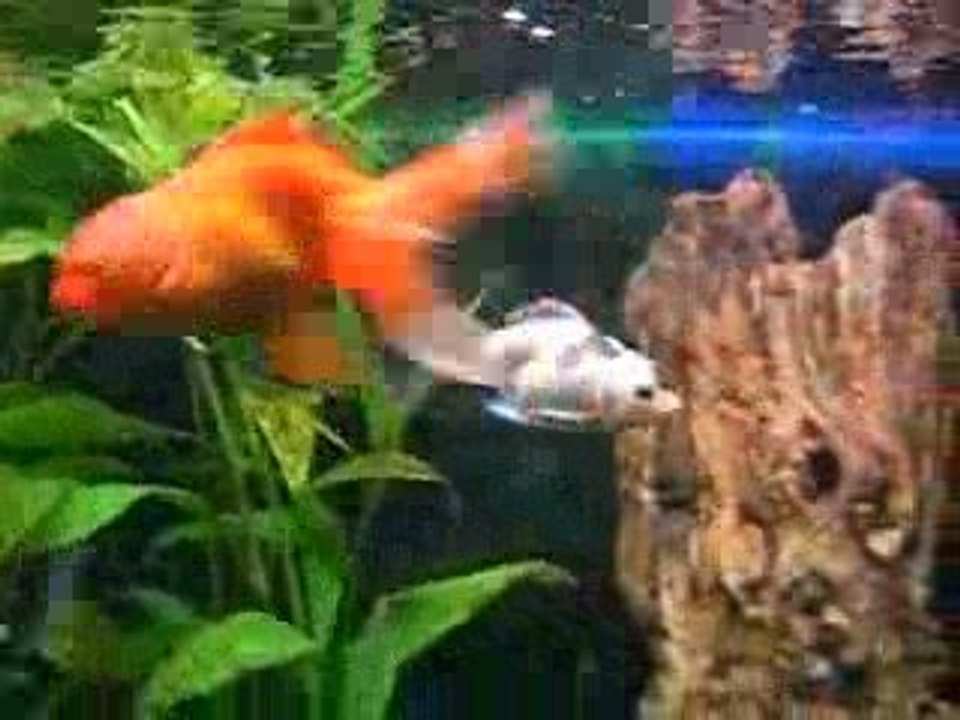 Mon oranda tricolor noircit