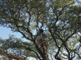 Tree Service Austin http://TreeServiceAustinTX.com Tree S...