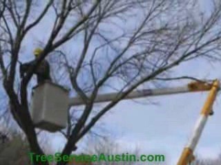 Tree Removal Austin  http://TreeServiceAustinTX.com Tree ...