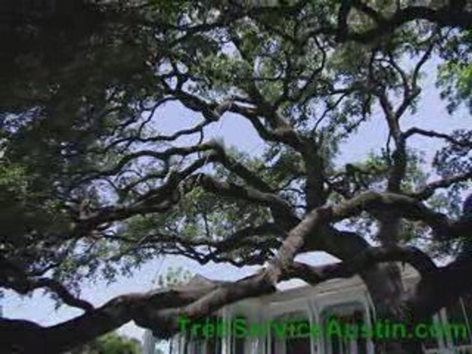 Tree Stump Removal Austin TX http://TreeServiceAustinTX.c...