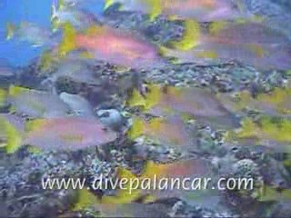 Dive Palancar Cozumel Mexico