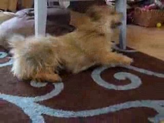 Cannelle apres le bain