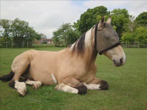 Siestes avec mon coeur