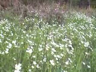 Saint-Sauves: Saxifrage Granule
