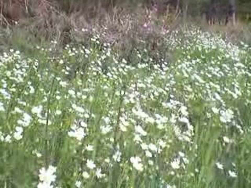 Saint-Sauves: Saxifrage Granule