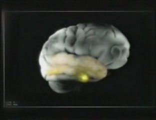 Vías visuales y su organización perceptiva