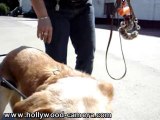 voiturette pour chien handicapé