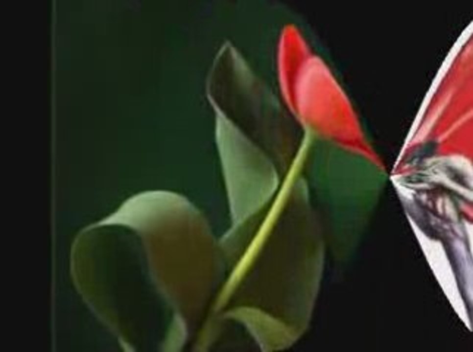 HÜSEYİN ALTIN ELVEDA