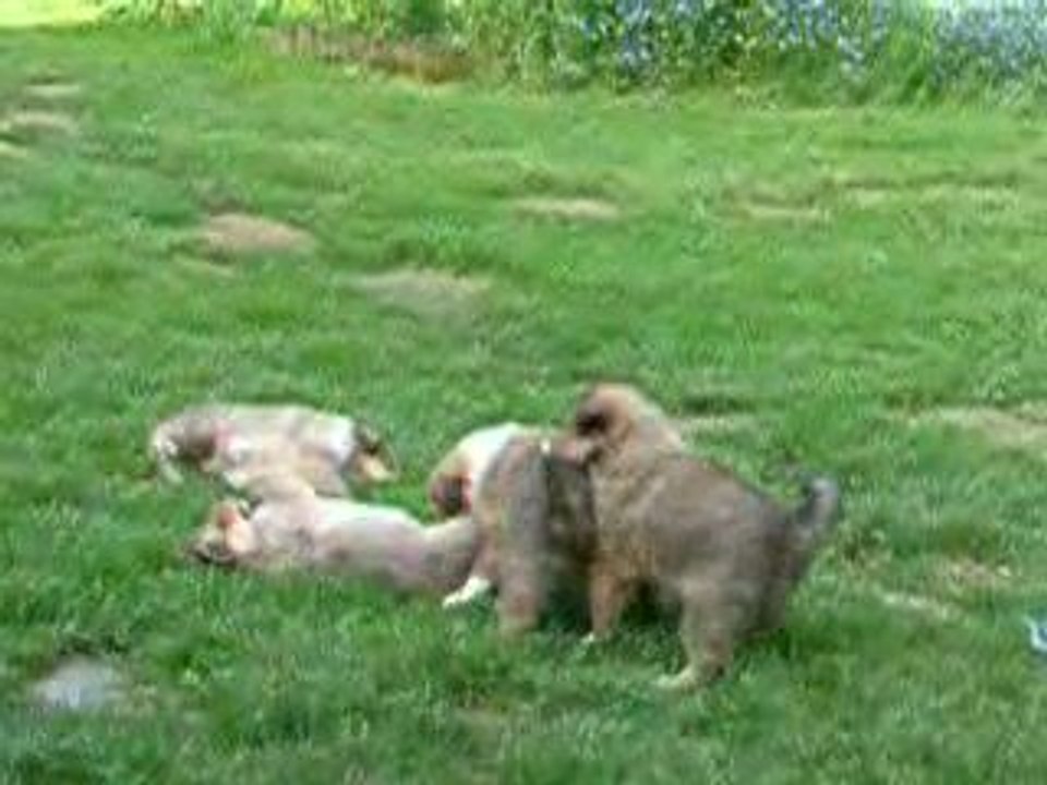 chiots colleys de preque 6 semaines