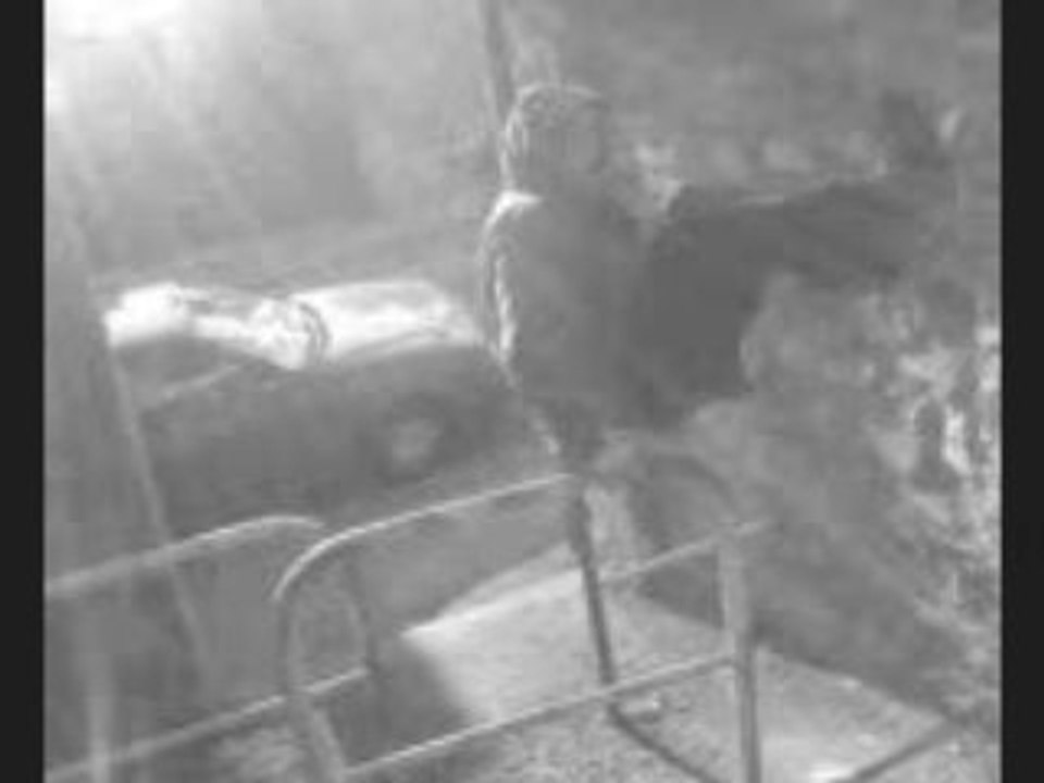 Chess effectue une cascade extremmnt périlleuse -incrédible!