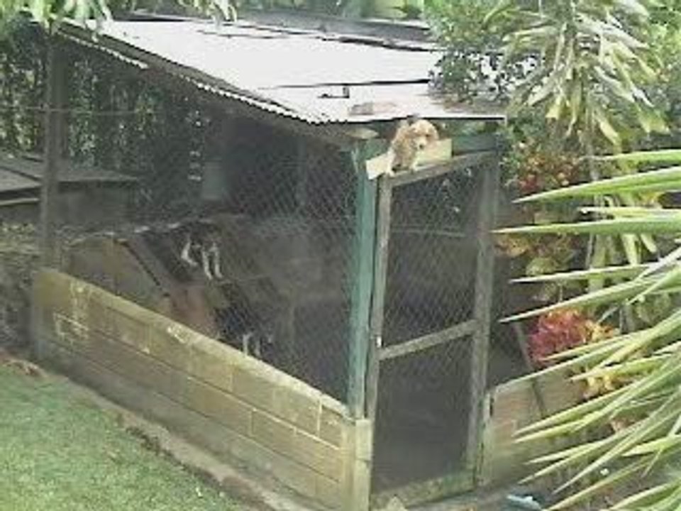 Le chien malin