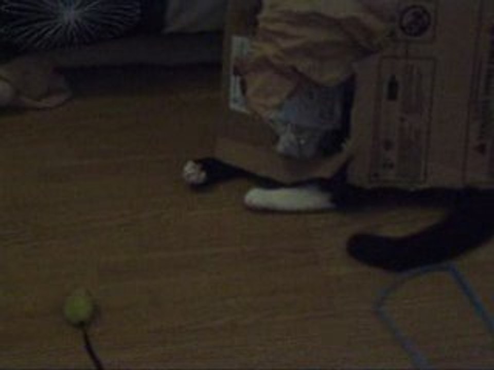 le chat et le carton