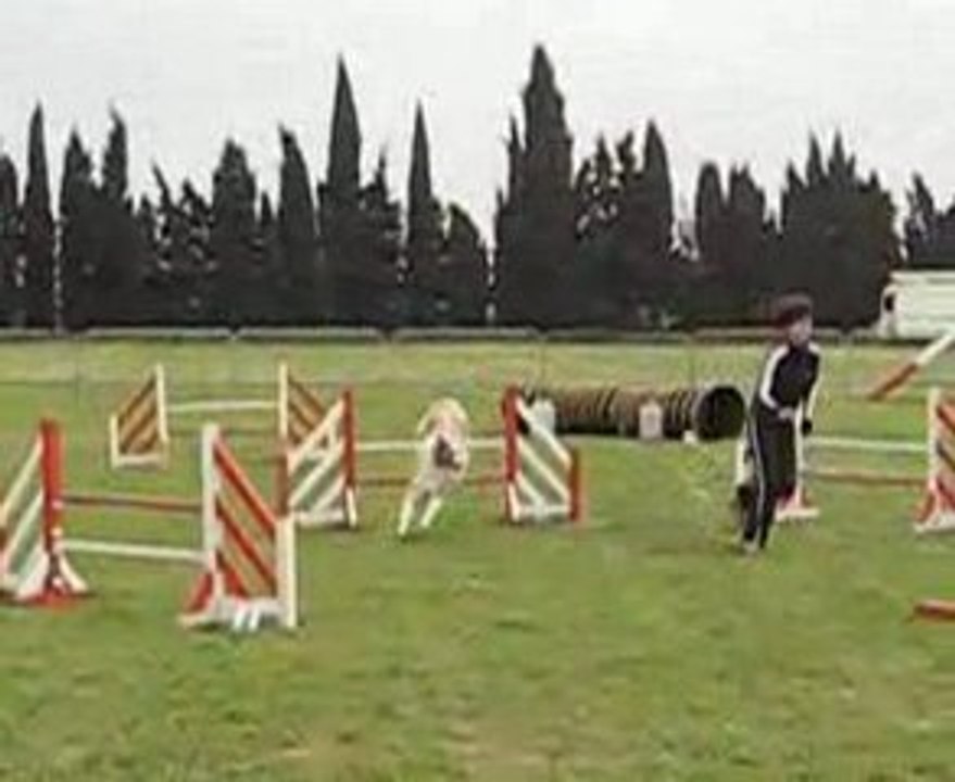 AGILITY MAYBE CARCASSONNE JUMPING  29.26 SEC   8.EXC