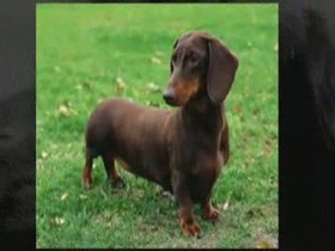 Dachshund, Doxie, Wiener Dog - Dachshunds Music Video