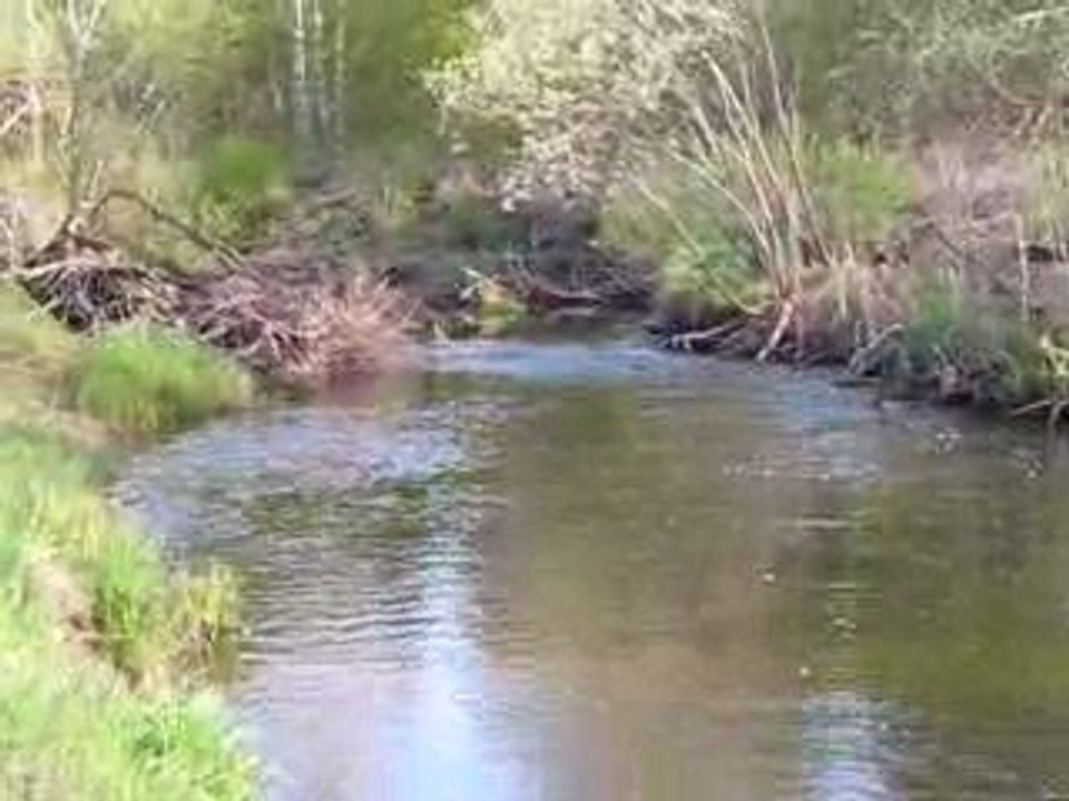 Речка в Estonii