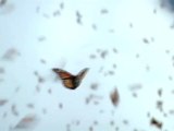 Documental de Valle de Bravo sobre las Mariposas Monarcas