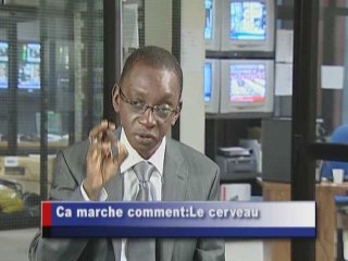 Cerveau et neurones