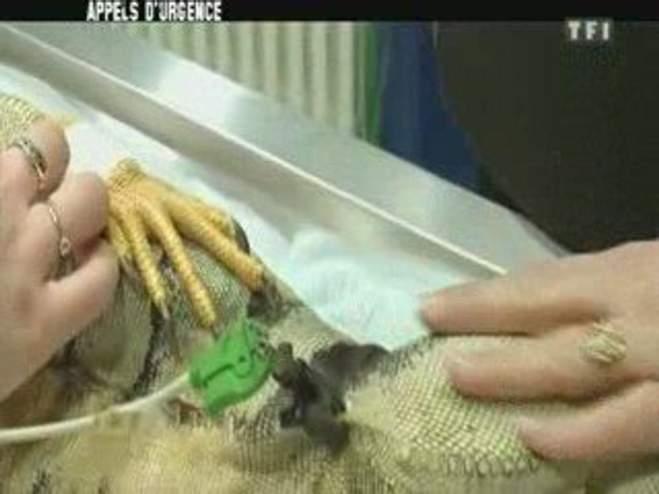 Mort d'un iguane