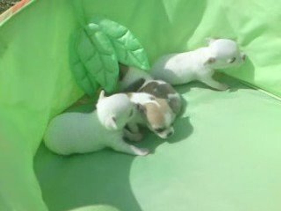 Miniccos 1