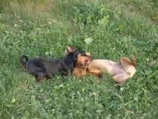 Bagarre entre Pinscher!