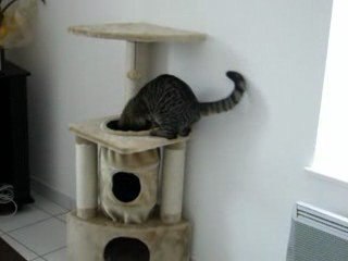 tigresse qui s'amuse