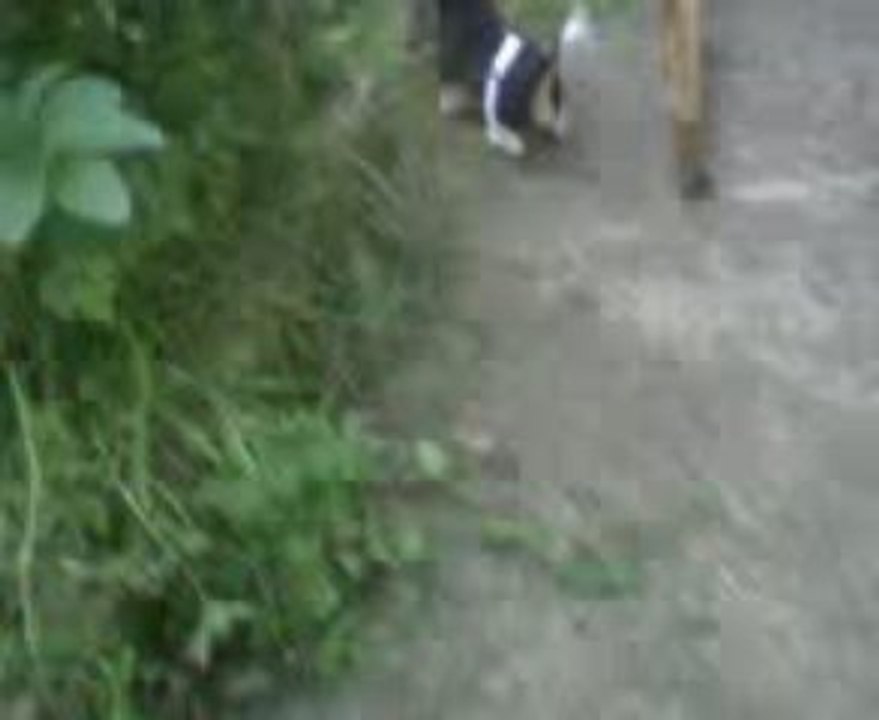 echo mon chien