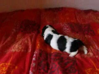 Chiot Cavalier King Charles