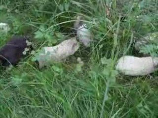 Enclos des cochons d'inde