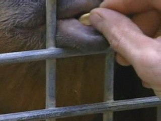 The whistling orangutan