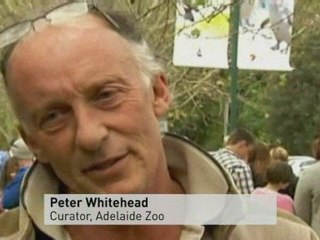 Great Ape disarms electric fence in escape bid