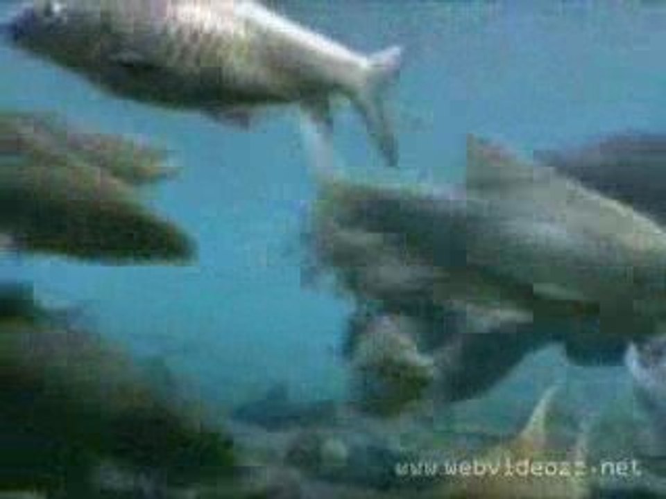 Videomarketing és a Zene