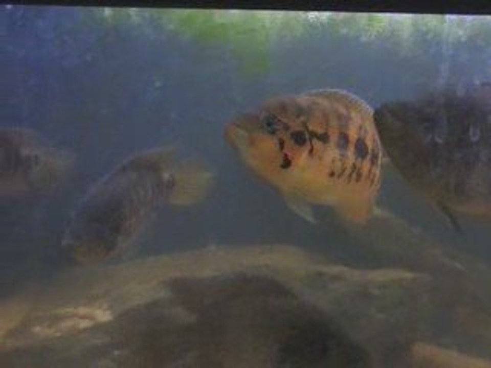 Parachromis friedrischtalii