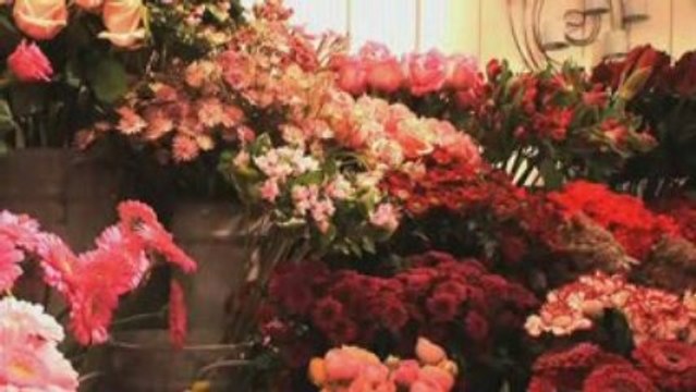 Pensées dHéloïse fleuriste HAMME MILLE