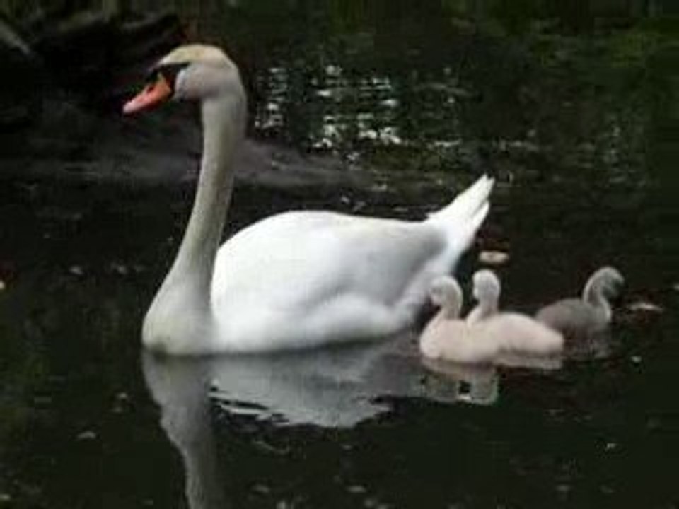 Les  bébés cygnes...