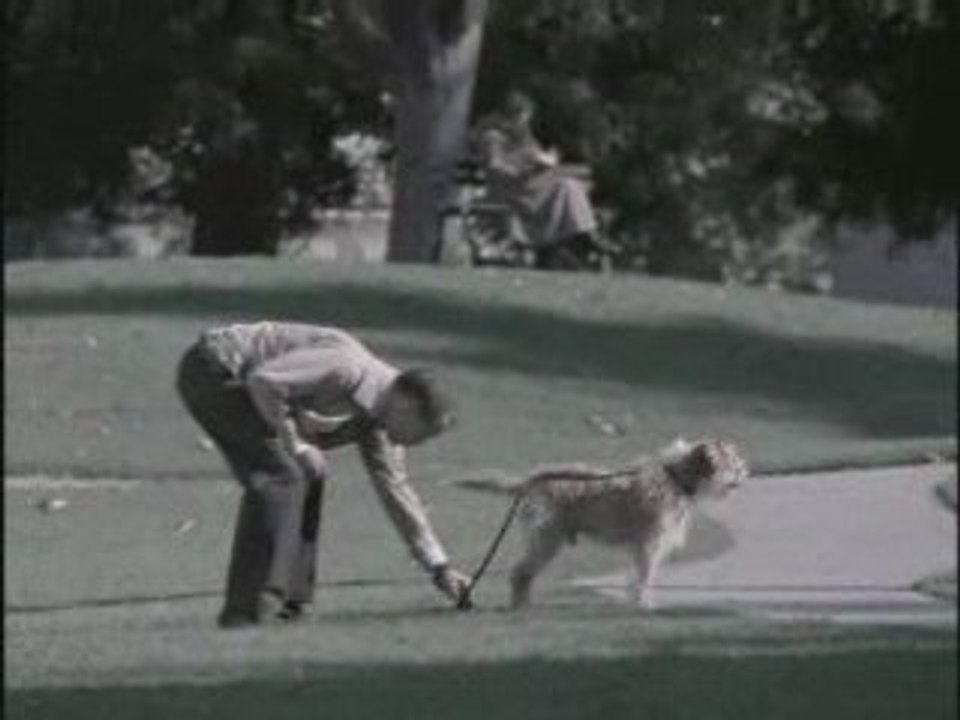 Ameriquest-Brownie