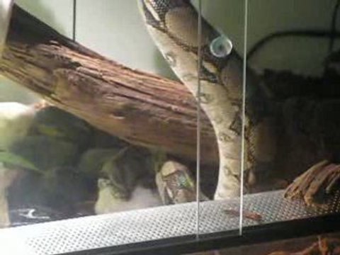 ma reptilienne qui mange !!