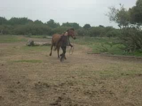Laura & Kenzo qui saute le tronc .