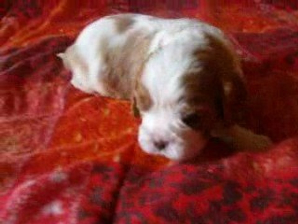 Bébé Cavalier King Charles