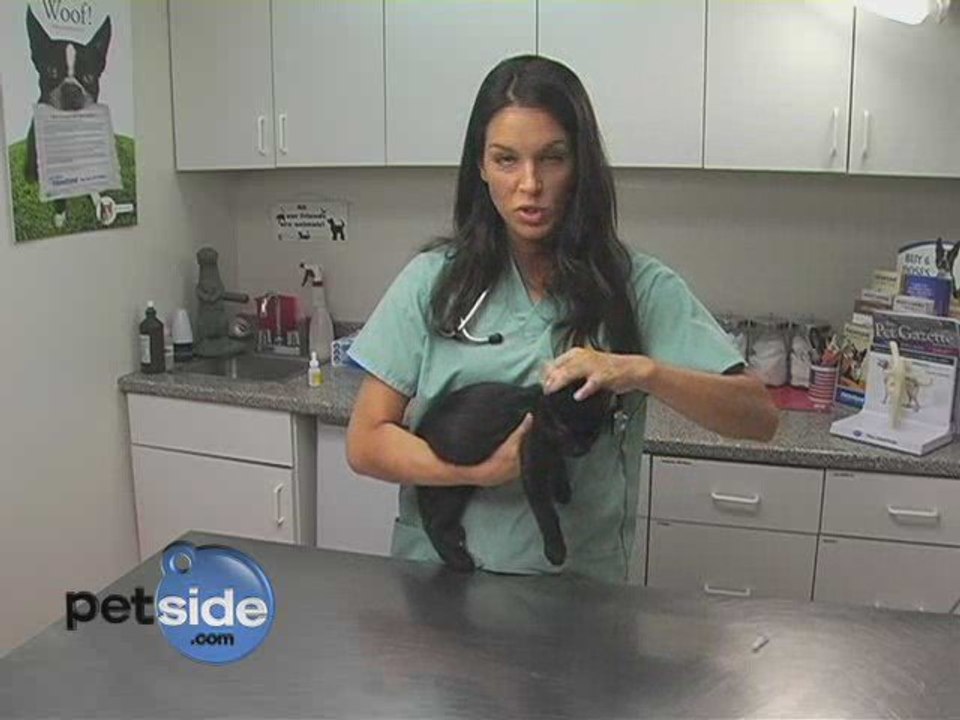How To Apply Flea Preventative