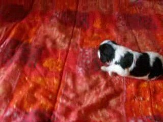 Chiot Cavalier King Charles