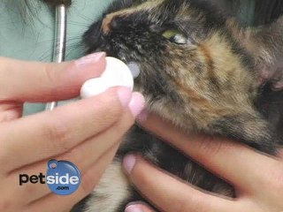 How To Give Your Cat Medicine