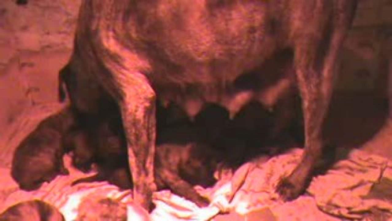 Jeune dogo canario face à la faim