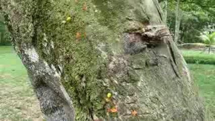 Fourmis coupeuses de fleurs
