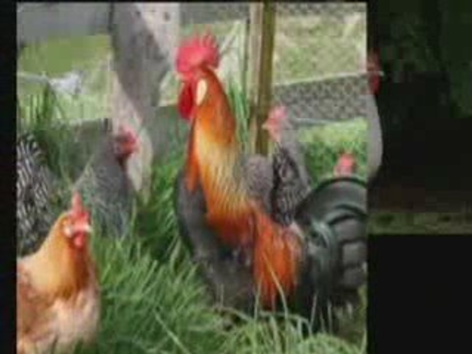 Amazing Chicken Coop Plan