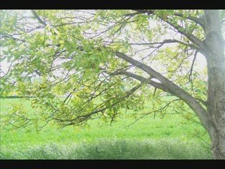 balade avec carrotte