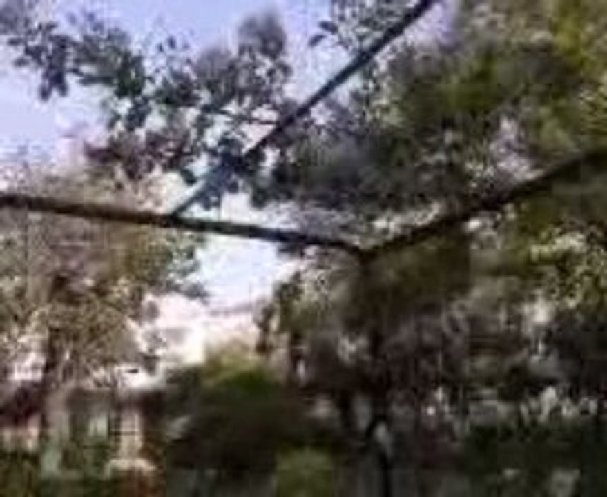 Bejaia parc khemis-pasteur