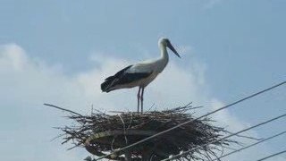 Le Cicogne di Totujfalu Sul Confine Ungaro/Croato Duna/Drava