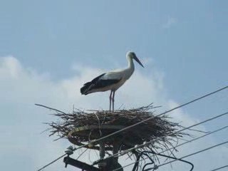 Le Cicogne di Totujfalu Sul Confine Ungaro/Croato Duna/Drava