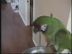 Un perroquet qui ouvre des canettes - blog-videos.org