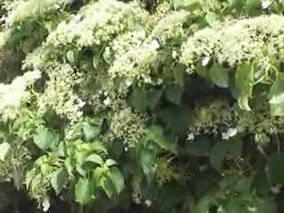 Lyon Montchat: Floraison